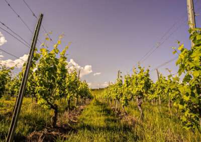 Weingut Markus Schneider / Impressionen