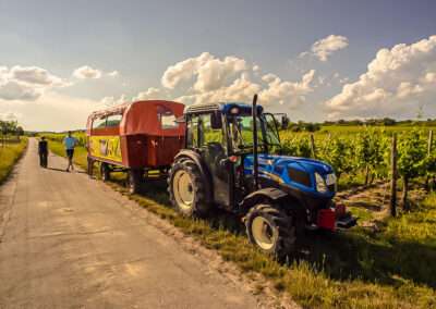 Weingut Markus Schneider / Impressionen