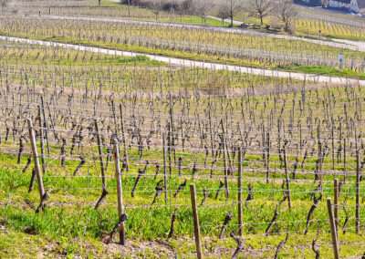 Weingut Markus Schneider / Impressionen